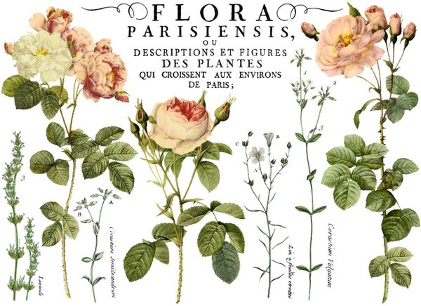 IOD Transfers 'Flora Paris' Transferfolie Rosen DEC-TRA-FLO